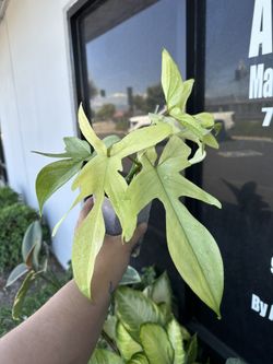 Philodendron Florida ghost