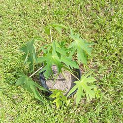 Plants For Sale Papaya ,Palms Fox Tails Ect