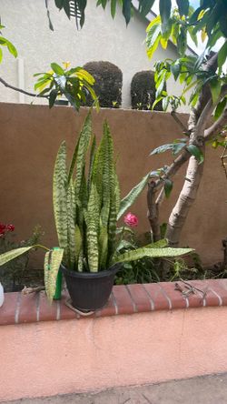 Snake Plant (Dracaena Sansevieria) in nice pot
