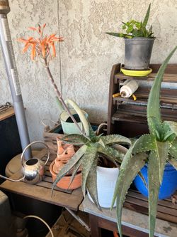 Aloe vera plant with flour and white pot