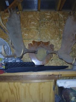 moose horns