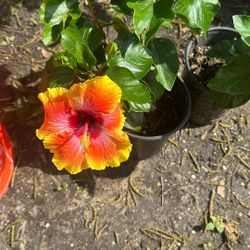 Plant Sale