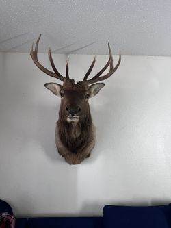 Taxidermy Elk 5x5 Really Big Great For Big Ranch Or House