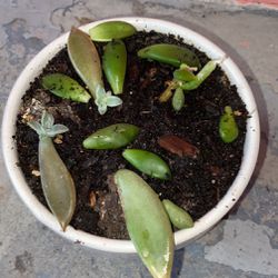 Cuttings And Pot