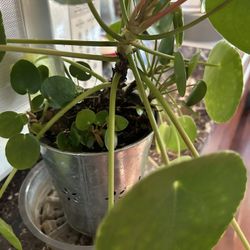 Pilea Plant 🪴 