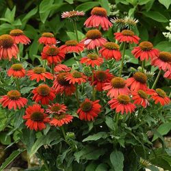 Two AMAZING colors of Echinacea Plants 