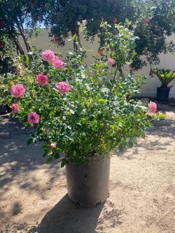 Big plant, small rose