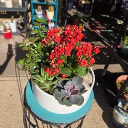 Beautiful Succulent Arrangement In  9in Ceramic Pot 