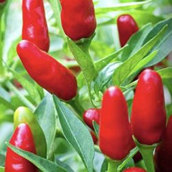 2 Thai Very Hot Red Pepper Seedling Plants Fully Rooted W Fruits