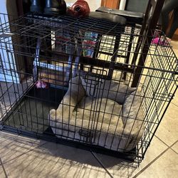 Dog Cage