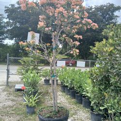 Beautiful Bougainvillea Tree On Sale $350