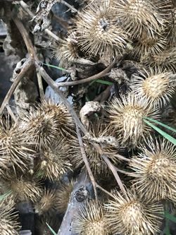 Burdock Root Seed Pod $3