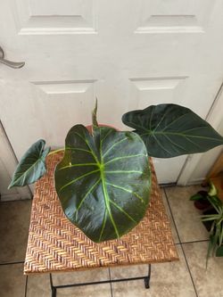 Alocasia  regal