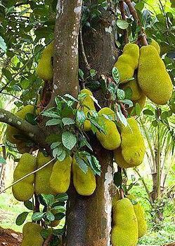Jackfruit