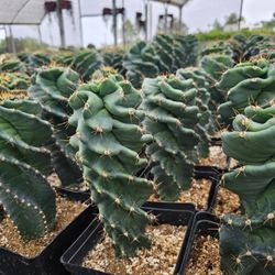 Spiral Cactus