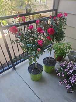 2 Beautiful Rose Trees