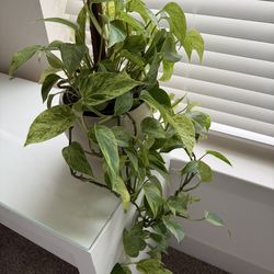 Plant with Pot - Marble Queen Phatos
