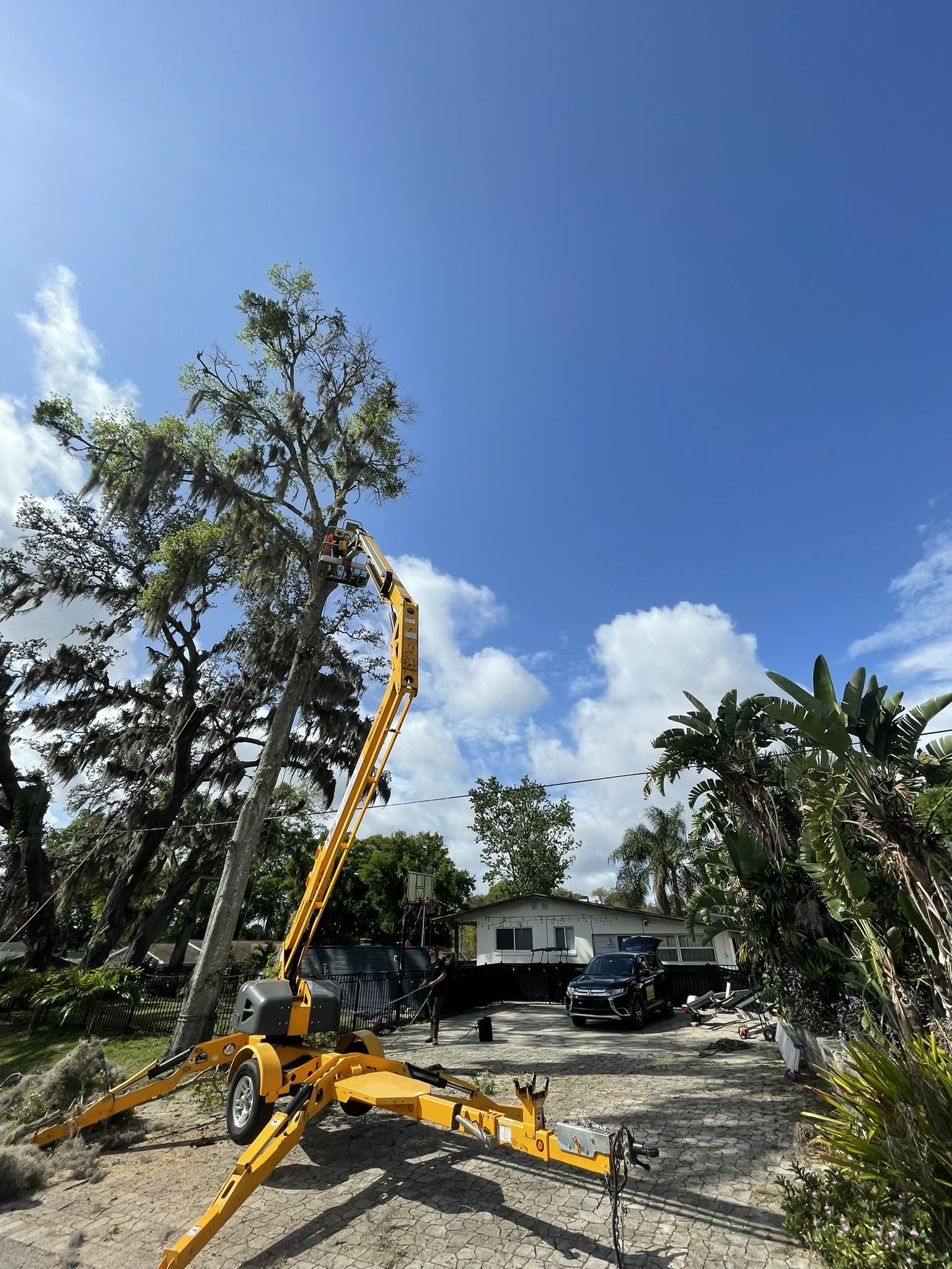 SPECIALIST OF TREE REMOVAL