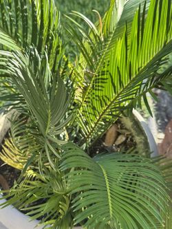 Sago Plant and pot