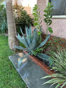 Agave