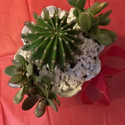 Soculentas  Flower White 
