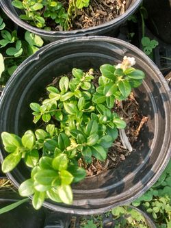 Lingonberry plants in 1 gallon pots organic