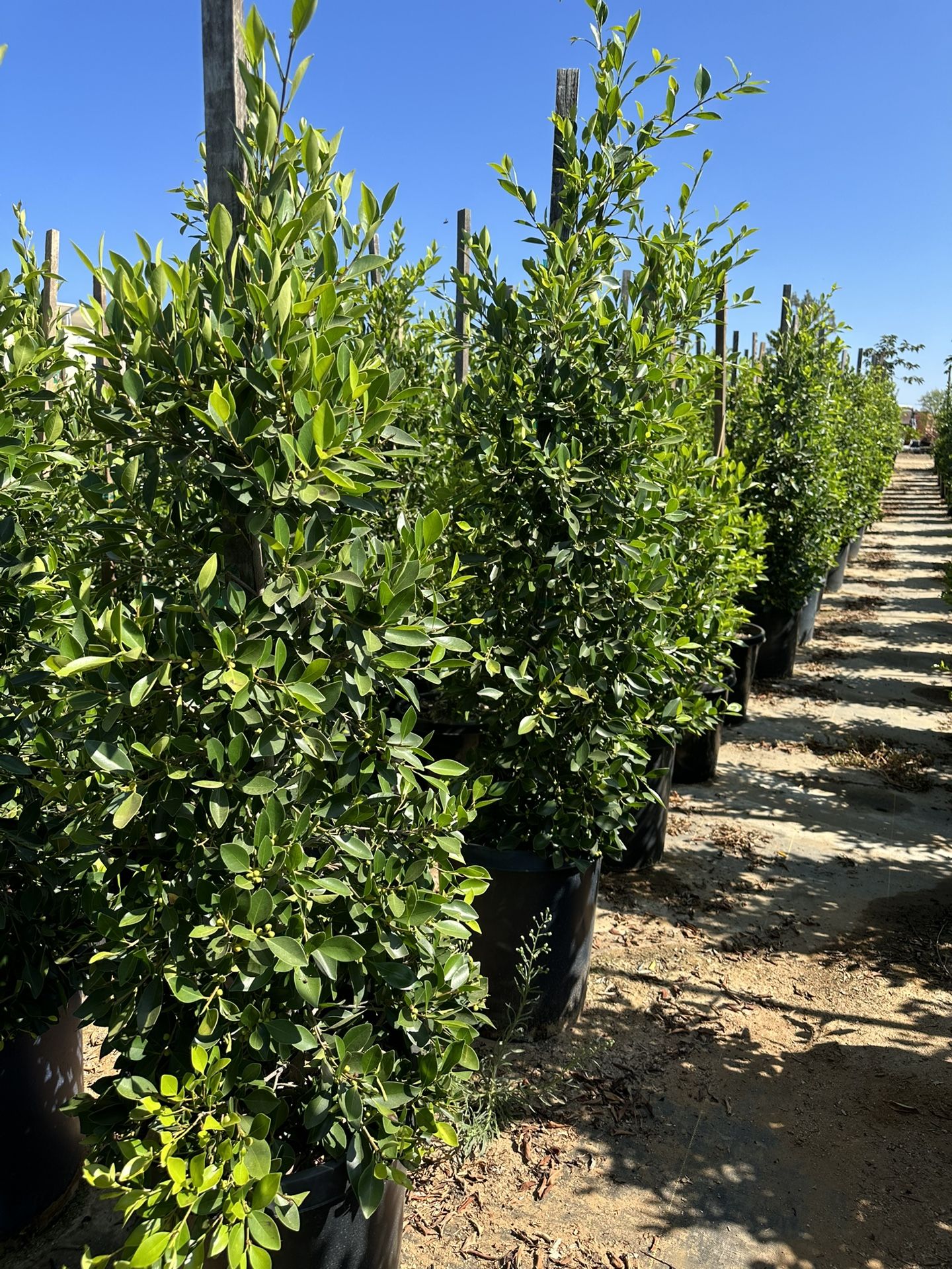 Indian Laurel Columns, Ficus nitida ‘Columns’ , Ficus tree, shade or Hollywood Hedge and privacy 15gal Size