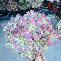 Aeonium Princess Short Leaves 
