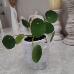 Money Plant With Ceramic Pot 