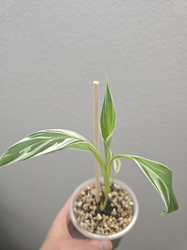 White Variegated Musa Banana Plant