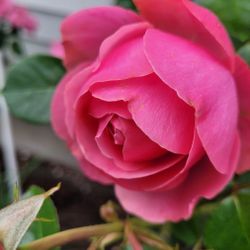 Rose Plants 