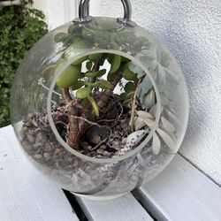 Vintage 10 yr +Glass Hanging or stationary Plant Terranium