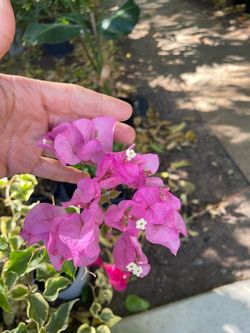 See description***full of blooms “light pink” bougainvillea; 95820