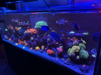 Reef Fish Tank Aquarium Decorations 