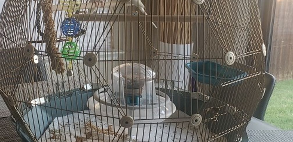 Modern Bird Cage