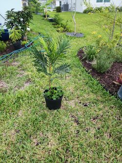 Japanese fern