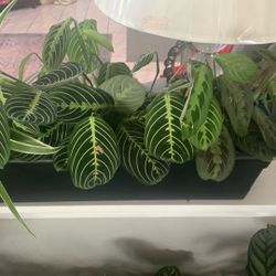 Prayer Plants In Containing Water Proof