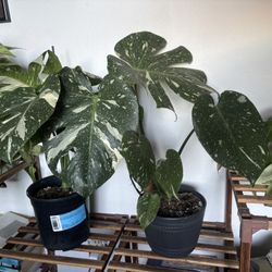 Monstera Constellation Two 