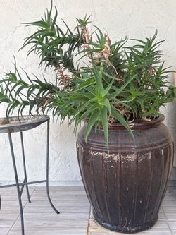 Extra Large Potted Plant