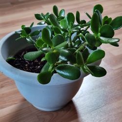 Jade Plant 