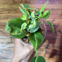 Philodendron Cream Splash Plant (3-4 Plants)