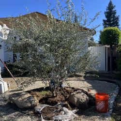 Olea europaea Swan Hill variety fruitless olive trees for sale 