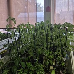 Veggie Plants