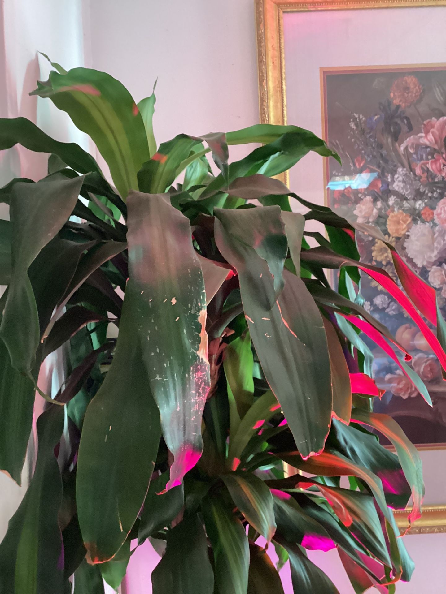 Free Plants for Sale in Port Orchard, WA OfferUp