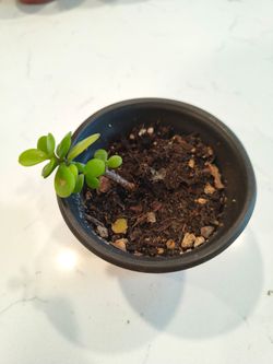 Starter Elephant Bush 3.5" Pot