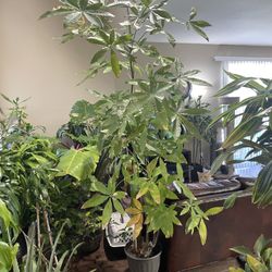 Money Tree Almost 9 Feet Tall (Pachira Aquita)