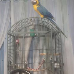 Cage Big 