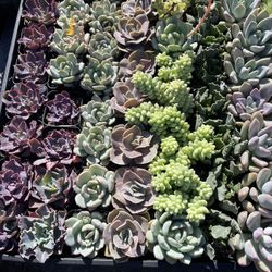 🔥FRESH NEW BATCH🔥 2 Inch Succulents