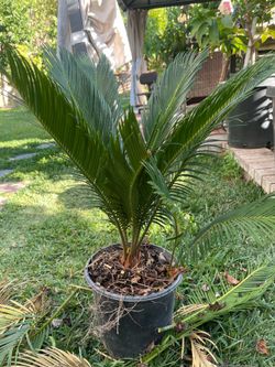 Sago Palm tree