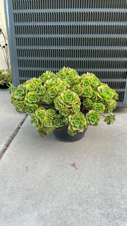 SUCCULENT